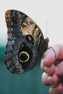r2–d2:  Butterfly by (Laurence 2) | Website