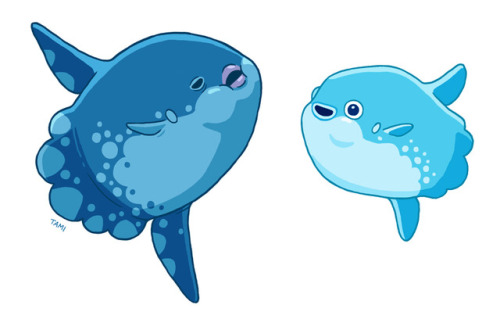 Mola mola doodles! These fish are so weird looking, I love them :P