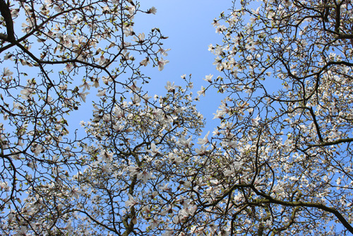 The pure beauty of Magnolia stellata.