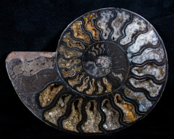 strangebiology:  Ammonites. Black Cleoniceras, pyritized, and opalized.