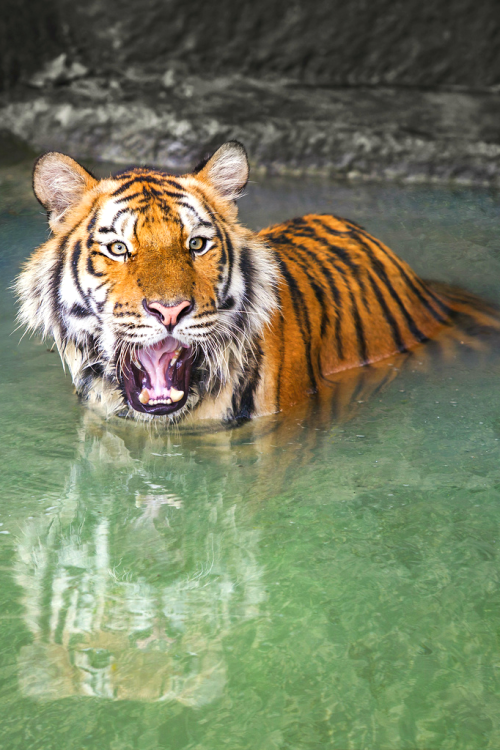 waasabi:  Portrait of a Royal Bengal tiger by Anek Suwannaphoom