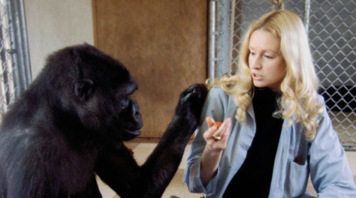 Koko: A Talking Gorilla. Barbet Schroeder. 1978. USA.