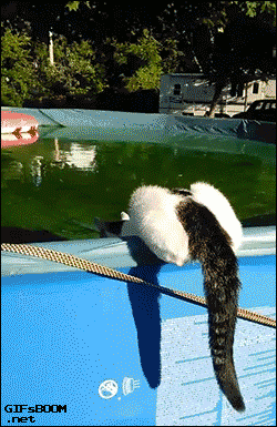 daily-funnyanimals:  How to skip a cat across water