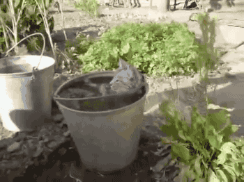 gifsboom:  Cat takes a shower. [video]