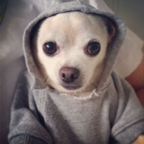 It&rsquo;s a puppy in a hoodie!!!