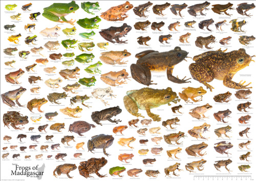 frogappreciationcommittee: markscherz: Today I hit 6000 followers on twitter! To celebrate I am fina