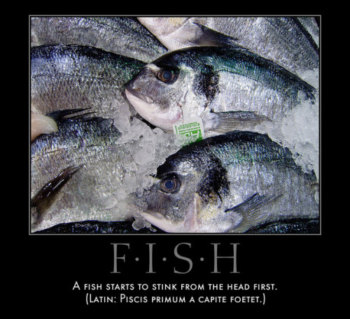 PiscisPiscis primum a capite foetet.FishA fish starts to stink from the head first.(From Bestiaria L