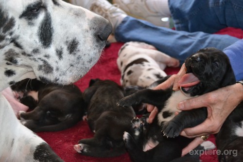 Hey Ya’ll!  It’s puppy time! Service Dog Project staple, Merlow the marvelous great dane