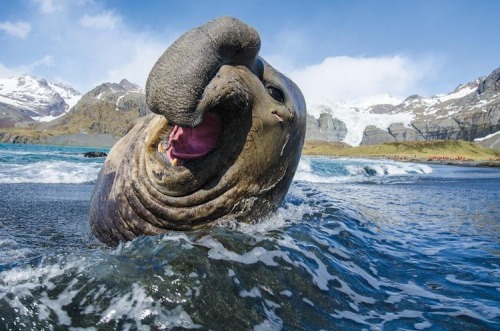nahasha: Elephant seals lookin goofy n cute