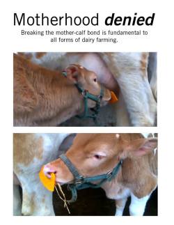 cleverity:  greylilacs:  itsjim84:  catsteaks:  itsjim84:  catsteaks:  gorreality:  &ldquo;I can’t be vegan, I love cheese&rdquo; Dairy industry is as evil as meat. No less harm for animals. Does it look natural that calf can’t drink milk so you