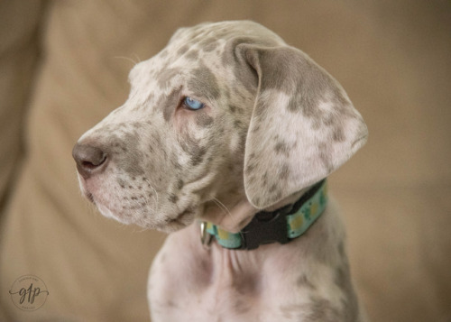 orange merle great dane