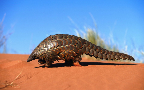 pritan:How bizarre is this mammal? Meet the pangolin! It’s a dragon, artichoke, hedgehog, roly