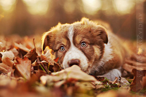 coffee-tea-and-sympathy:  Alicja Zmyslowska is a pet photographer based in Poland that takes incredibly vibrant and lively portraits of dogs for a living. 