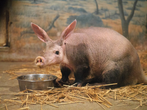 aardvark