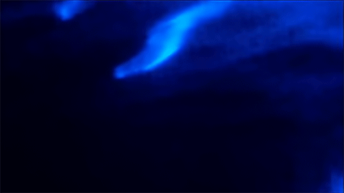 bioluminesssence:Dolphins swimming through bioluminescent algae x