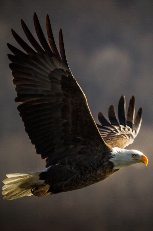 twentythreeskeet:  