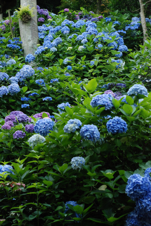 Ajisai @ Hasedera Temple, Kamakura, Japan By : madika(Do not remove credits)