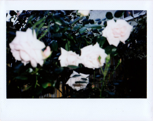 hvllucinvtion:Polaroids taken on June 4, 2016