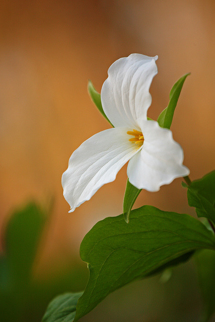 outdoormagic:  Trillium Trail: Dawn by Shahid Durrani on Flickr.