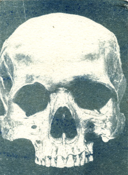 lolcilc:  cyanotype print of a skull, actual