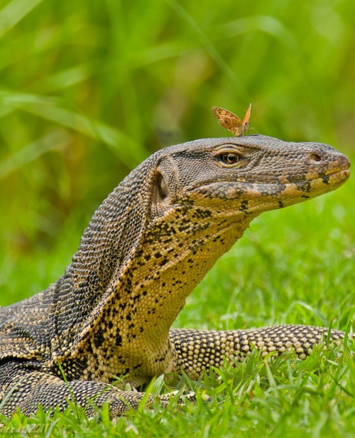 radivs:‘Beauty and the Beast’ by Ashley Vincent via 500px
