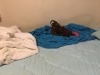 feathers-scales-and-tails:His bed now 
