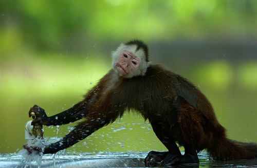 earth-song:  The Most Spectacular Wildlife Photos From The National Geographic Traveler Photo Contest - Curiosity of a Chimpanzee in men | Photo and caption by Susan Van Dalsen /National Geographic Traveler Photo Contest  - Fènec The soul of the