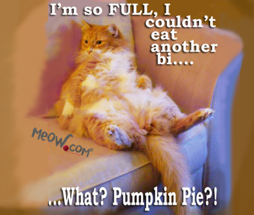 meow4catlovers:This will be me…3PM on Thanksgiving Day! Happy Turkey Day from meow.com :)Me with app