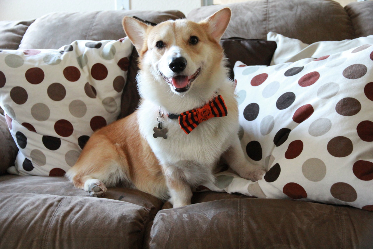Literary Corgis