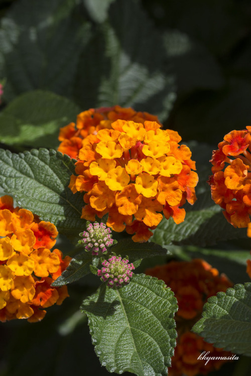 lantana