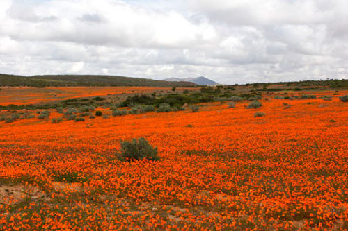 Explore South Africa’s Flower Route