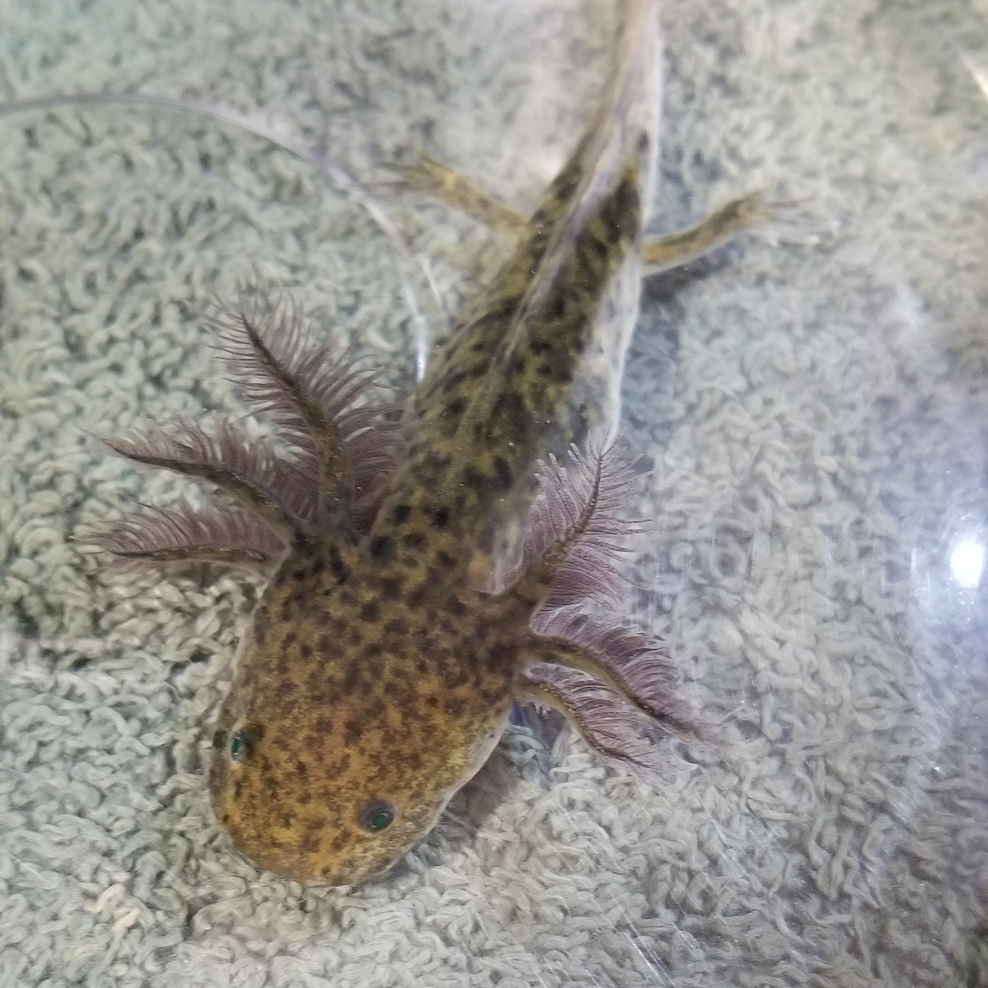 Axolotls For Sale Explore Tumblr Posts And Blogs Tumgir Axolotls For Sale Explore Tumblr Posts And Blogs Tumgir