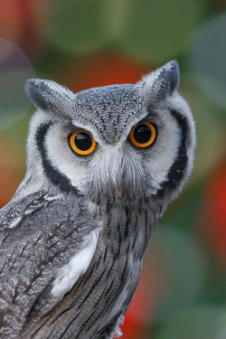 brutalgeneration:  Holiday Owl by Mark Dumont on Flickr. 