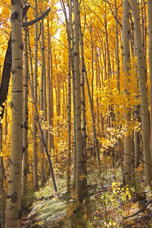 fuckeverythingbecomeapirate: Aspen Forest along the Meridian Trail, Colorado.