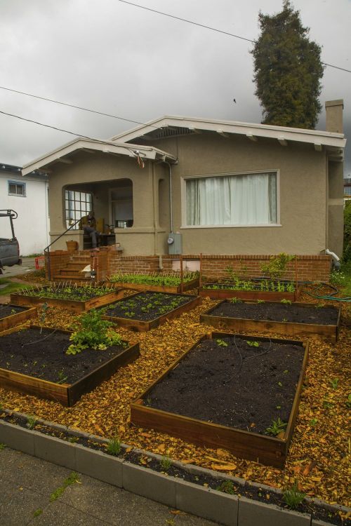 priceofliberty:  Man replaces lawn with vegetable garden, holds no regrets During the summer, nothing is better than the smell of freshly cut grass. That is, unless, you have a giant vegetable garden growing in the place of your lawn. Instead of turf,