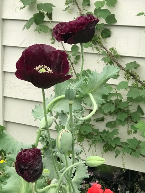 jillraggett:Plant of the Day Tuesday 5 June 2018 The Papaver somniferum (opium poppy) were creating 