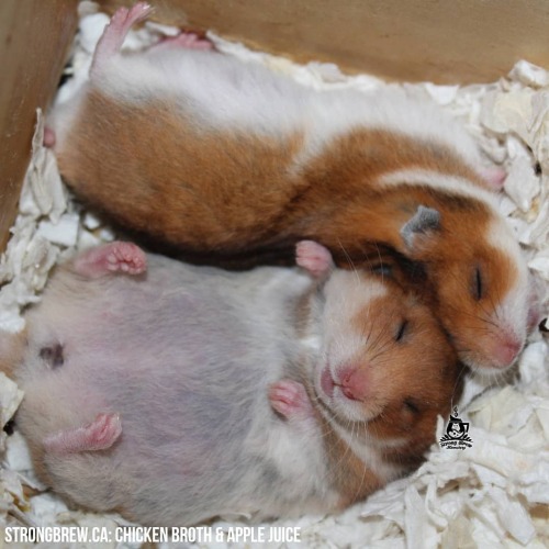 This is my new baby, Ruby 🥰 six weeks old today and a lifetime of spoiling  to go! : r/hamsters