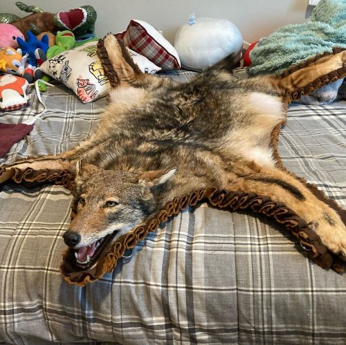 Pardon the messy bed but I’m so excited!! This is my coyote rug from school, it finally arrived toda