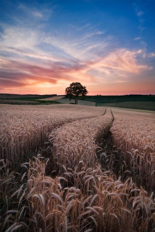 bluepueblo: Barley Field, Germany photo via daty