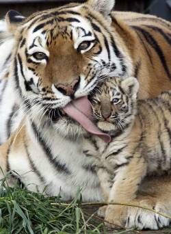 blazepress:  22 Adorable Parenting Moments in the Animal Kingdom