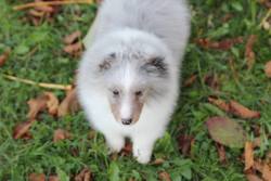 d0gbl0g: southernsnowdogs:  soooo my show friend on facebook got a sheltie puppy, and it’s the cutest freaking thing ever. Like ever.   :} 