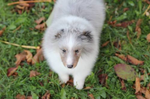southernsnowdogs:soooo my show friend on facebook got a sheltie puppy, and it’s the cutest fre