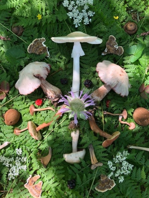 I Love Mushrooms