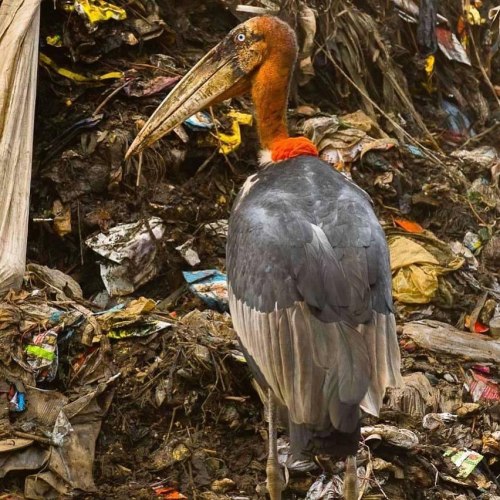 One animal’s trash is another animal’s treasure—just ask the Greater Adjutant (Leptoptilos dubius). 