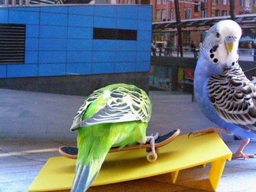 danceswithjoints:  so fly ~