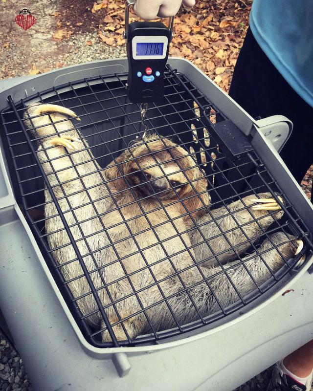 awesome-picz:Animal Care Workers Reveal How They Weigh Their Little Pals In  Cute