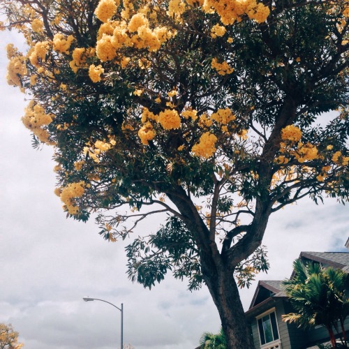 paperantlerss:  Saw lots of yellow blooms while walking home today. Apparently this is the cherry blossom equivalent of Hawaii, and it only happens during the Summer season. They are too pretty for life.