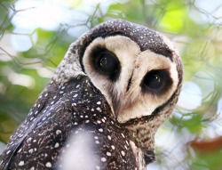 owlsday:  Sooty Owl by Eddy Lee on Flickr.