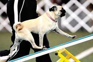 Your Opinion On Pugs/bulldogs/other Brachy Breeds
