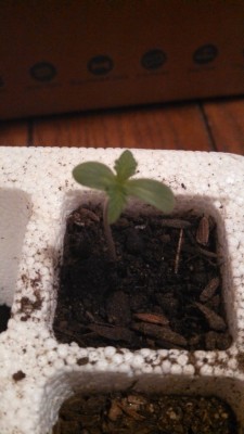 pittl:  New Post has been published on Potterest http://potterest.com